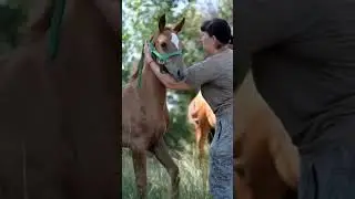 #horse #duet #humor #automobile #rek #love #mare #equestrian #funny #onthisday