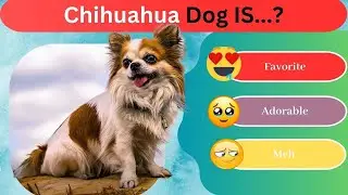 Rank Top 47 DOG Breeds 🐶 DOG TIER LIST 🐾