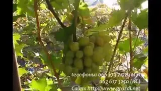 Сорт винограда Синдикат