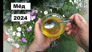 Северные меда 2024 года