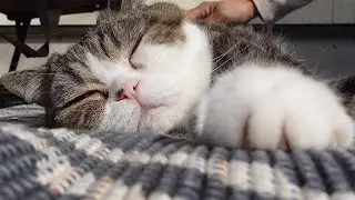 日向ぼっこでブラッシングなねこ。-Cat's Brushing in the sun.-