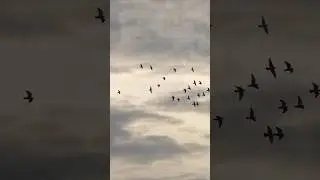 Дала им шанс 