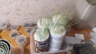 Посадка чернушки в улитки