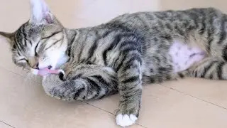 Kitten Enjoy Glooming While Elizabethan Collar Is Off. Still Surgical Scars After Fix