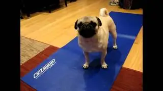 Мопс занимается йогой  Мопс спортсмен