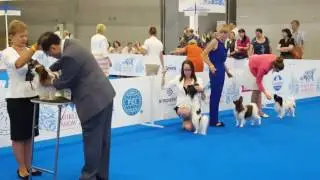 FIRE UNION NAPO-LEON. World Dog Show 2016