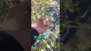 Homojen Uyanma Hasatınızı Kolaylaştıracak