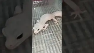 Кормление Зефирки.