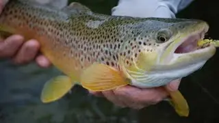 The climate and water of GilgitBaltistan is feasible for trout fish breedi. Secretary Fisheries