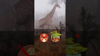 Proteger a las jirafas es tarea de todos 🦒​🌍​