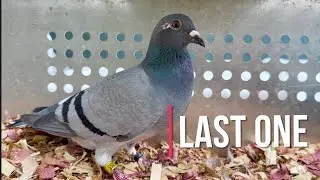 Cancer SUCKS . Special racing pigeons on their way to new owners