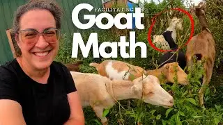 Breeding Season Has Started! (Let's Play Musical Goats) | Dairy Goat VLOG