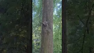 белки на Крестовском #природа #travel #санктпетербург #squirrel