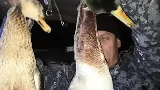 Охота на утку 2021. открытие