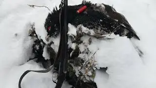 Первый глухарь нашей лайки! Охота на глухаря. Республика Коми.