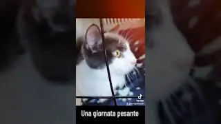 Una giornata triste per SUNNY 😔 #cat #tiktok
