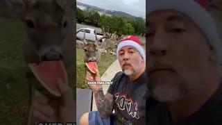 #lovely #animals #animalhumor #fyp #foryou #shortvideo #shorts #fyp