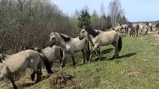Беларускія тарпаны ў Налібоцкай пушчы.
