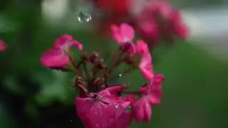 Rain falling on flowers || No copyright video