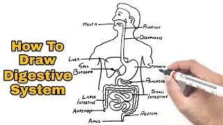 Digestive System Of Human Body | Diagram drawing | YoKidz Drawing | YoKidz Channel
