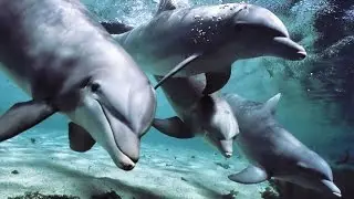 In the skin of a predator: Oceans