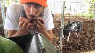 farmLife: babybacon