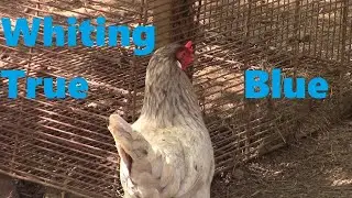 Muffy and Buffy - Whiting True Blue Hens