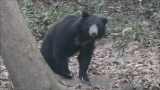 Itchy Sloth Bear in Nepal