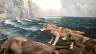 North Shore scene - Bell Museum of Natural History