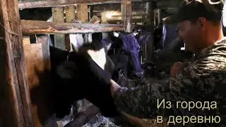 Что нужно знать про деревенское молоко