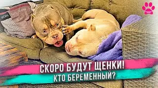 Две собаки ждут щенков!  Как живет Аня в Питомнике Собак? Как дела у кавалерчика Чили?