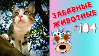 Приколы с Животными #104 / Смешные Животные 2020 / Приколы / Приколы про Животных / Лучшие Приколы