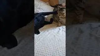 Воспитание лабрадора
