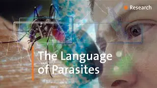 New ways to stop the spread of malaria