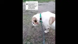 ДВОРНЯГА НАПАЛА НА АЛАБАЯ