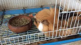 my pet sleep