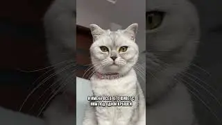 3 вещи, которые котик точно знает о тебе #котики #коты #кот