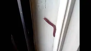 Cherry Red Worm - Looks delicious