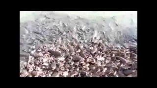 Flock of very hungry catfishes