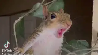 SquirrelZilla !  🐿️🦎🦎🐿️