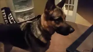 Howlception