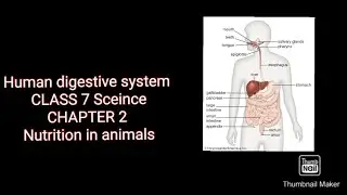 Class 7 Sceince Chapter 2 Nutrition in animals Part 2# handwritten notes#