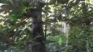 Path through the jungle