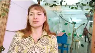 Как завести дома обезьянку?