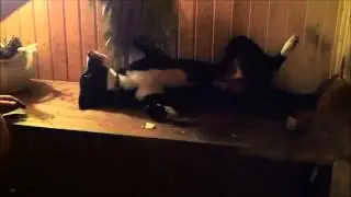 Собака в бане