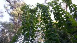 Feb update hops tower