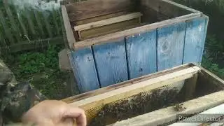 Пересадка роя