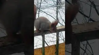 ЧТО МЫ ЗНАЕМ ПРО 🐿️