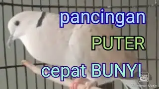 pancingan puter pelung gacor,puter lain langsung NYAUT || MANGGUNG