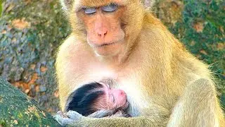 Relaxing Baby Monkey On The Hight Tree With Mom
